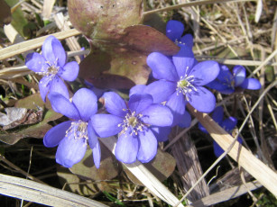 Картинка цветы ветреницы печёночницы