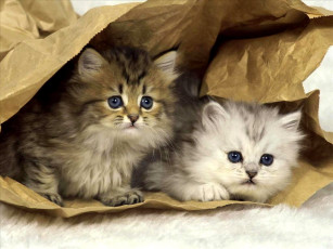 Картинка животные коты