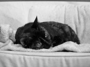 Картинка животные коты