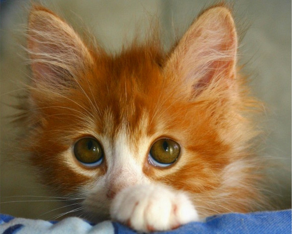 Обои картинки фото животные, коты