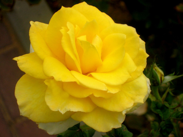 Обои картинки фото цветы, розы