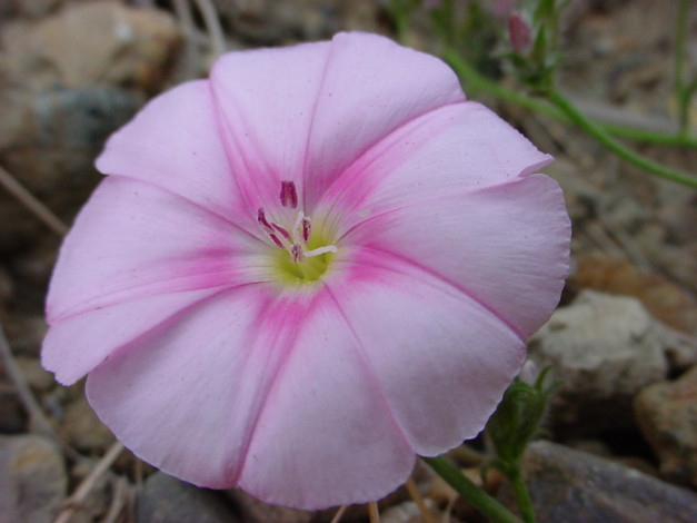 Обои картинки фото цветы, вьюнки, ипомеи