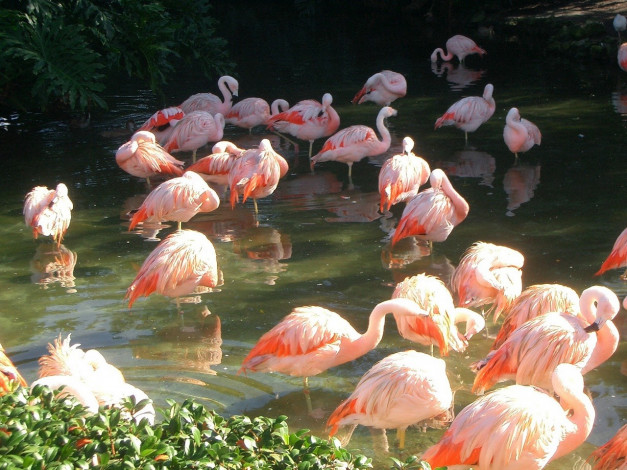 Обои картинки фото животные, фламинго