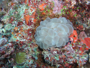 Картинка животные морская фауна