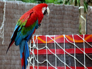 Картинка животные попугаи