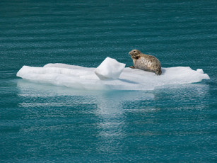 Картинка животные тюлени морские львы котики