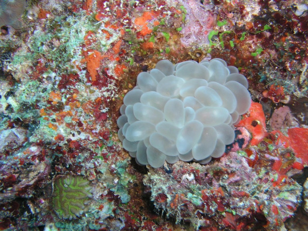 Обои картинки фото животные, морская, фауна