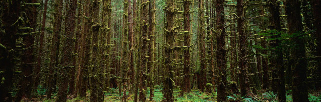 Обои картинки фото природа