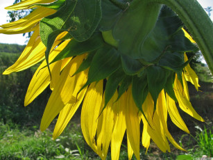 Картинка цветы подсолнухи