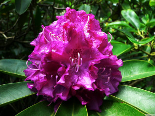 Картинка цветы рододендроны азалии