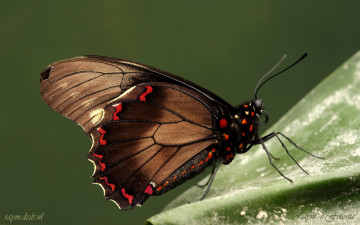 Картинка животные бабочки