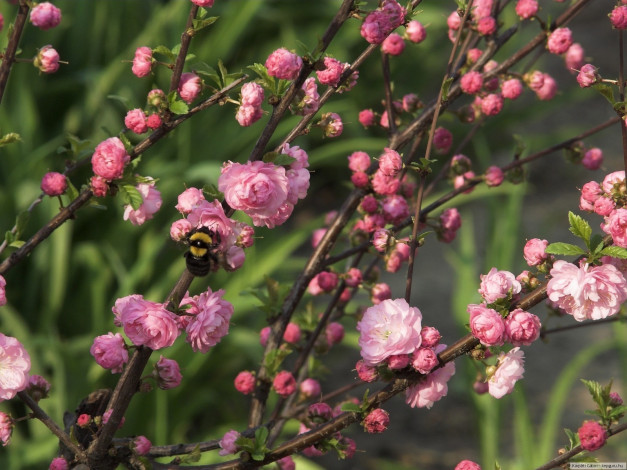 Обои картинки фото цветы, сакура, вишня