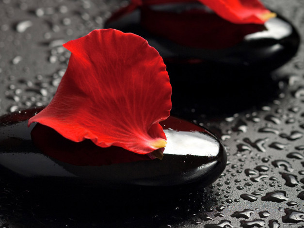 Обои картинки фото разное, ракушки, кораллы, декоративные, spa, камни