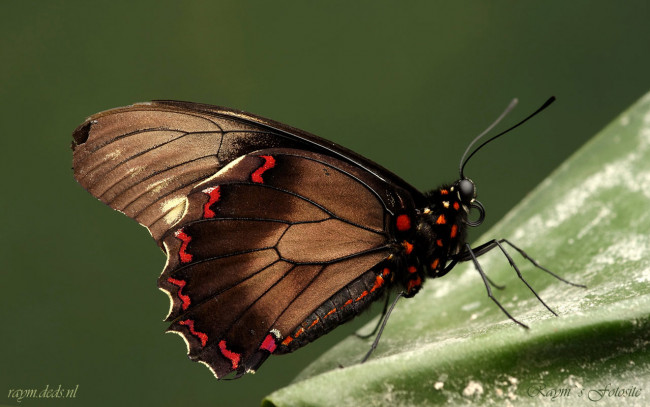 Обои картинки фото животные, бабочки