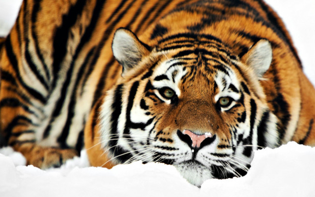 Обои картинки фото животные, тигры