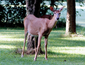 Картинка животные олени олень деревья