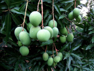 Картинка природа плоды ветки листья