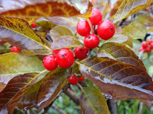 Картинка природа Ягоды листья