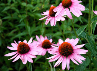 Картинка цветы эхинацея розовый