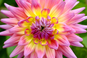 Картинка цветы георгины розовый большой лепестки