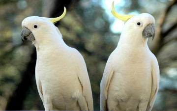 Картинка животные попугаи хохолок какаду