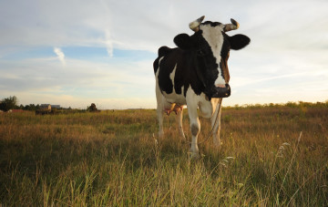 Картинка животные коровы буйволы луг