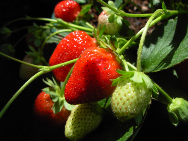 Обои картинки фото 