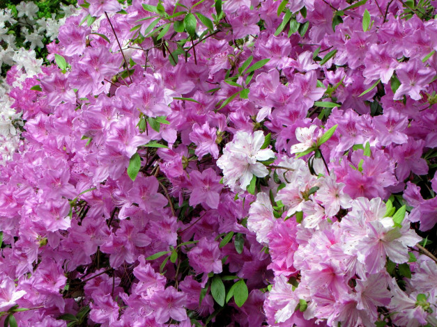 Обои картинки фото цветы, рододендроны, азалии, цветение, розовый