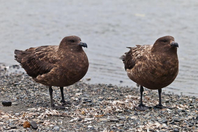 Обои картинки фото бурый, поморник, животные, Чайки, бакланы, крачки