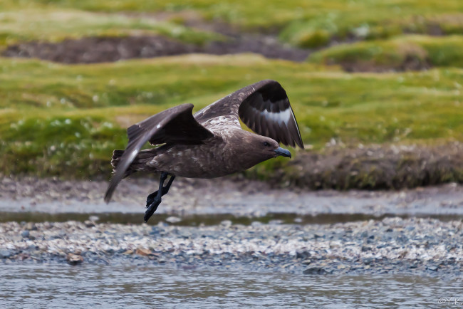 Обои картинки фото бурый, поморник, животные, Чайки, бакланы, крачки, полёт