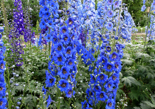 Обои картинки фото цветы, дельфиниум, много, синий