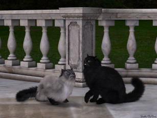 Картинка 3д графика animals животные кошки