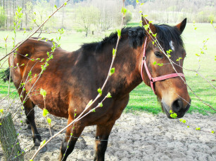 Картинка животные лошади лошадка