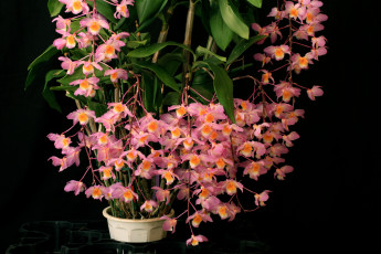 Картинка цветы орхидеи