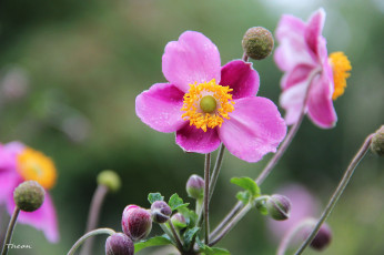 Картинка ветреница японская цветы ветреницы печёночницы