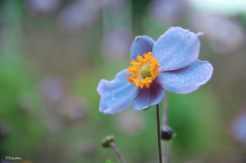 Картинка ветреница японская цветы ветреницы печёночницы