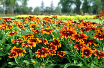 Картинка цветы рудбекия много пестрый
