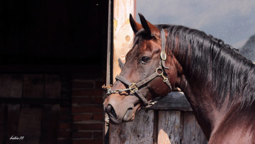 Картинка животные лошади гнедая