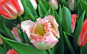 Картинка цветы тюльпаны