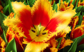 Картинка цветы тюльпаны