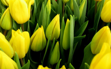 Картинка цветы тюльпаны