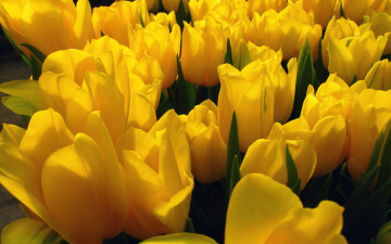 Картинка цветы тюльпаны