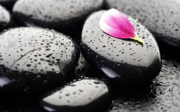 Картинка разное ракушки кораллы декоративные spa камни лепесток капли