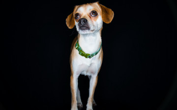 Картинка животные собаки взгляд фон собака