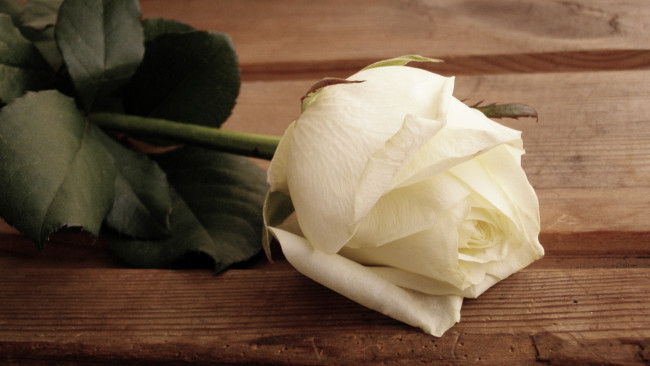 Обои картинки фото цветы, розы, белый