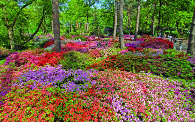 Обои картинки фото цветы, рододендроны, азалии, разноцветный, деревья