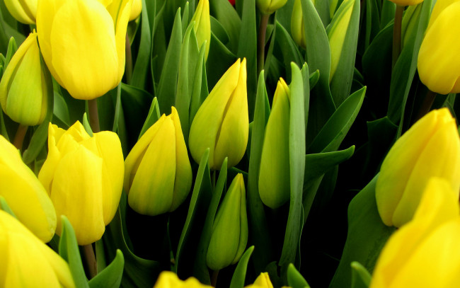 Обои картинки фото цветы, тюльпаны