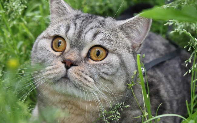 Обои картинки фото животные, коты, кот, трава, морда, глазища, шотландский