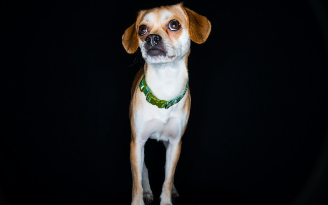 Обои картинки фото животные, собаки, взгляд, фон, собака