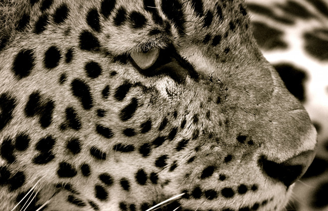 Обои картинки фото животные, Ягуары, ягуар, морда